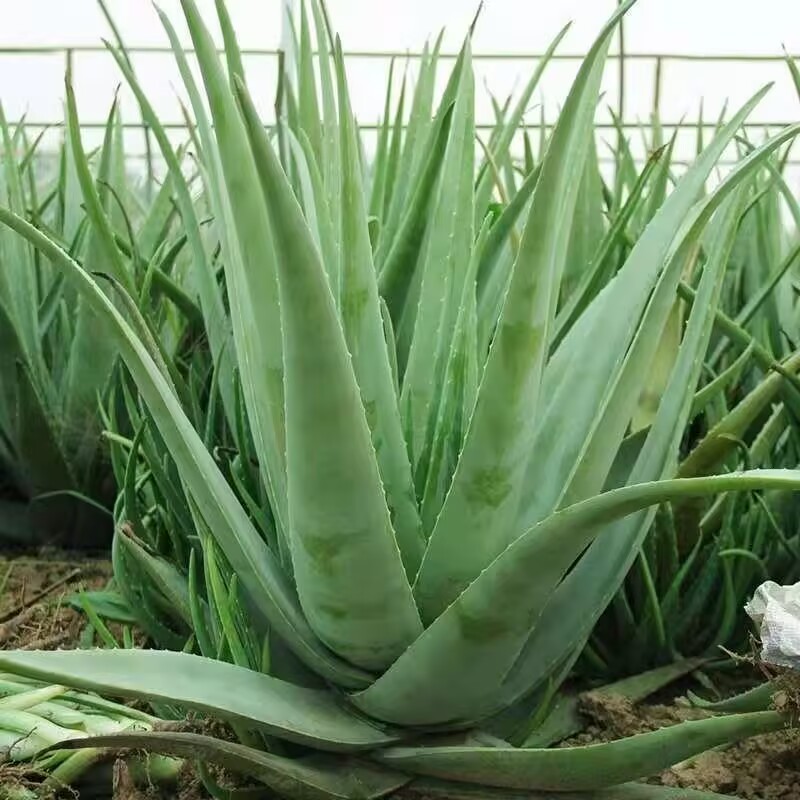 %100 Saf Doğal Kurutulmuş Aloe - Candle Making Raw Material incelemesi ve fiyatı